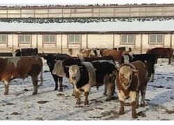 В&nbsp;Иркутской области открылась откормочная площадка на&nbsp;500 голов КРС